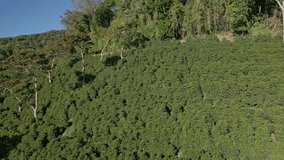 Drone Shot of coffee farm in Boquete, Chiriqui highlands, Panama - stock video