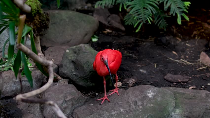 The scarlet ibis Eudocimus ruber is a species of ibis in bird family Threskiornithidae. It inhabits tropical South America and part of the Caribbean Vancouver Aquarium, BC, Canada Royalty-Free Stock Footage #3445027305