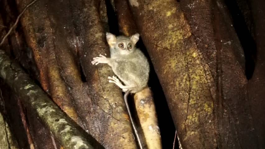night shot of a mouse lemur Tarsier in the rainforest of tangkoko national park north sulawesi Indonesia Royalty-Free Stock Footage #3445044907