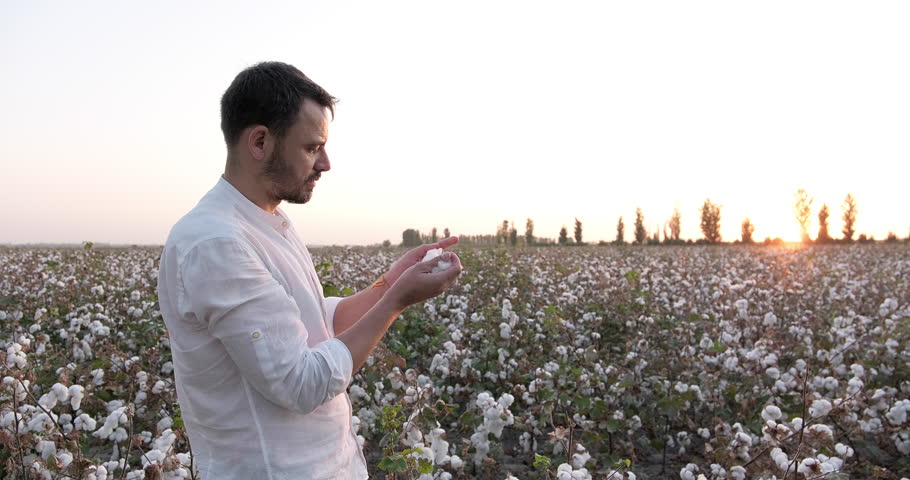 Sunset view of man farmers agronomist tears cotton bud into fibers with his hands to check texture. Concept of grow harvest of high quality product, natural organic, cotton field, textile raw material Royalty-Free Stock Footage #3445048163