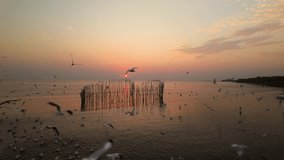 Seagulls Flying Against Sky During Sunset. 4k video slow motion
