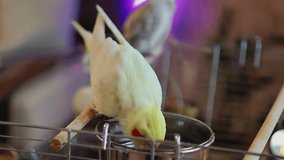 Beautiful video of a bird. Ornithology.Funny parrot.Cockatiel parrot.
Home pet yellow bird.Beautiful feathers.Love for animals.Cute cockatiel.Home pet parrot.A bird with a crest.Natural color.
memes.