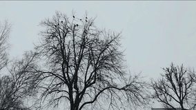 tree in winter and birds on the tree - Powered by Shutterstock - Get 15% off with code: PIKWIZARD15
