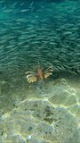 Vertical video, Red lionfish escorts huge shoal of small brightly fishes Hardyhead Silverside in shallow water hunting them at daytime in sunrays