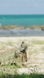 An iguana suns on a sunny tropical beach while waves crash in the background.