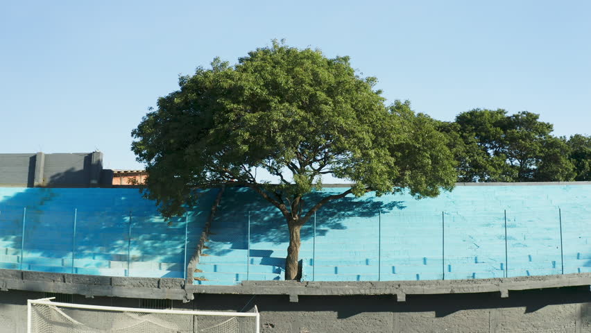 Tree inside a stadium in Chacarita