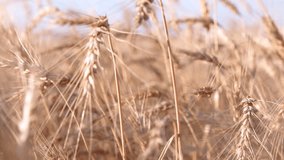 Wheat or rye field full HD video. Close up bokeh blurred spikelets. Harvest agriculture farm rural landscape.
