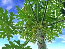 The Carica papaya papaya tree blooms between the base of its leaf stems, the bright sky moves in the background