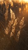 Reed Grass in Golden Hour Evening Light in Autumn Vertical Video