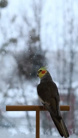 Beautiful video of a bird. Ornithology.Funny parrot.Cockatiel parrot.
Home pet yellow bird.Beautiful feathers.Love for animals.Cute cockatiel.Home pet parrot.A bird with a crest.Natural color.
memes.