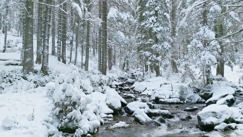 River winter forest nature tree ice outdoor season weather snow