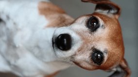 Dog face close up portrait. Jack Russell terrier pet looking in camera. Beautiful smart eyes. Vertical video footage