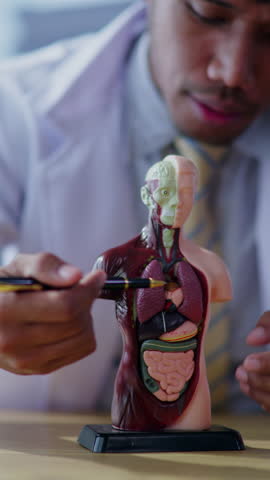 Vertical footage of doctor explaining each part of human body include to patient and medical student in hospital	