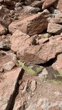 Viscacia rodent Lagidium viscacha in the Andes mountains, Bolivia, vertical video.