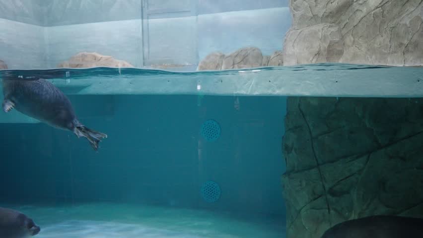 Baltic seal in the aquarium of the oceanarium. High quality 4k footage