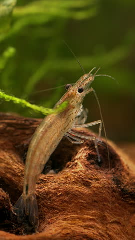 Amano shrimp (Caridina multidentata or Caridina japonica), female in Aquarium. Vertical video. Royalty-Free Stock Footage #3445419631