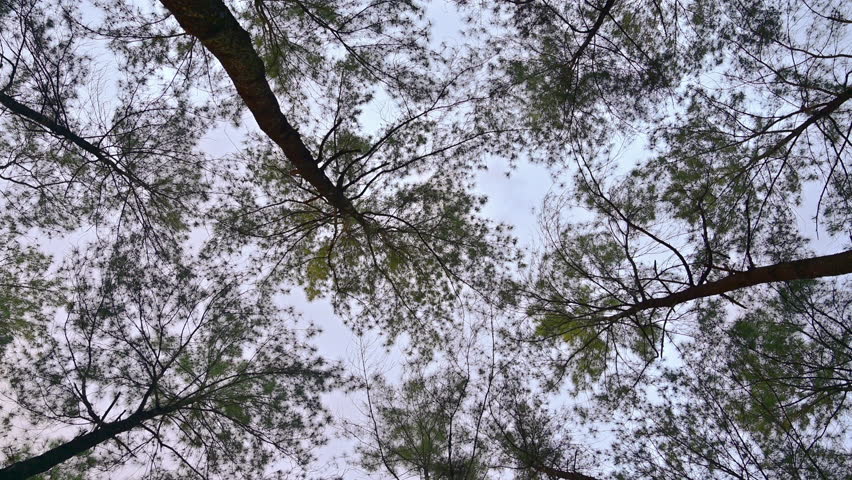 Pine tree tops with sky at Mae Taeng Pine Garden, Chiangmai.
