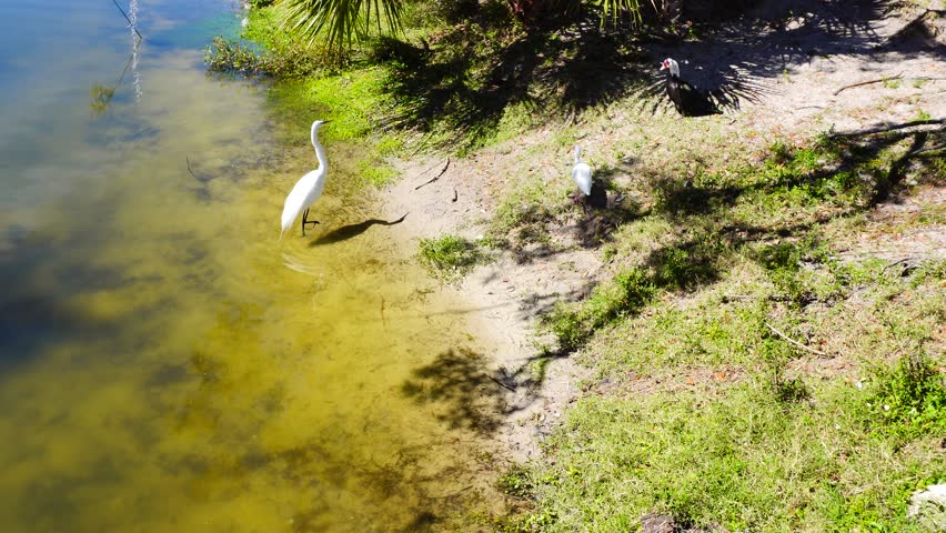 duck, iris, and turtle are swimming and fight for food