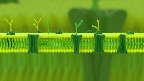 Plant cell membrane 3d rendered video clip : vidéo de stock
