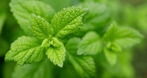 Mint leaves closeup background, fresh spearmint, peppermint leaves top view video. 