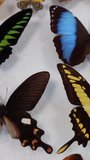 Vertical video of Butterfly collection