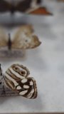 Vertical video of Butterfly collection