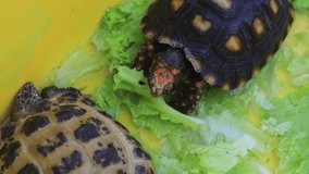 Cherry Head turtle eating watercress in a pet shop.