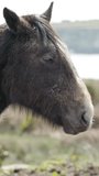 Under a gray sky, a horse with an extended mane stands calmly in an open field. Vertical video.
