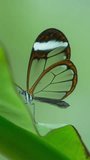 Beautiful glasswing Butterfly in nature on a plant in vertical