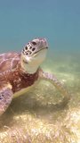 The loggerhead turtle filmed underwater in mexico in vertical