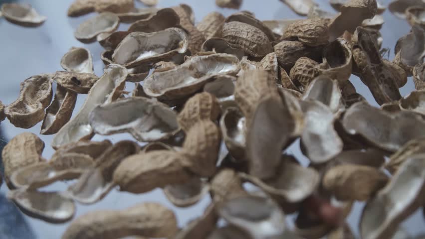 The peanut (Arachis hypogaea), also known as the groundnut, goober (US), pindar (US) or monkey nut (UK), is a legume crop grown mainly for its edible seeds. 4K video footage. Royalty-Free Stock Footage #3445706595