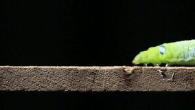 Caterpillar walking on a wood stick to the right Video