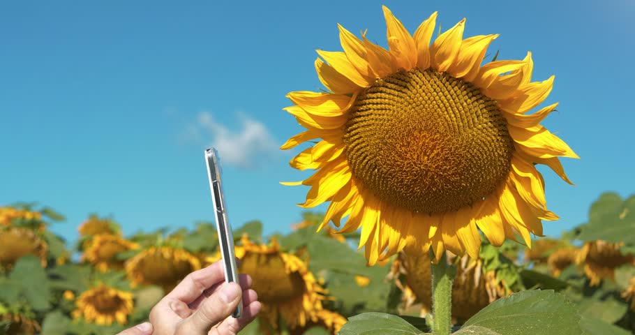 Man takes photos of sunflower on smartphone. Photographing a sunflower. Agricultural worker stands in field of sunflowers and takes photo on his smartphone. Agronomist controls of sunflower ripening