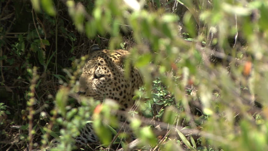 Close up of wild Leopard looking through opening in bush taken in Masai Mara,