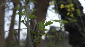 growing new leaves on mulberry tree in spring season 4k clip