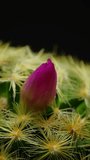 Cactus flower blooming vertical time lapse video.