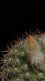 Cactus flower blooming vertical time lapse video.
