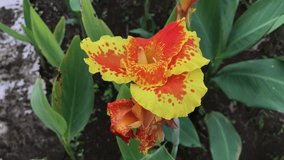 canna yellow king humbert flower blowing in the wind