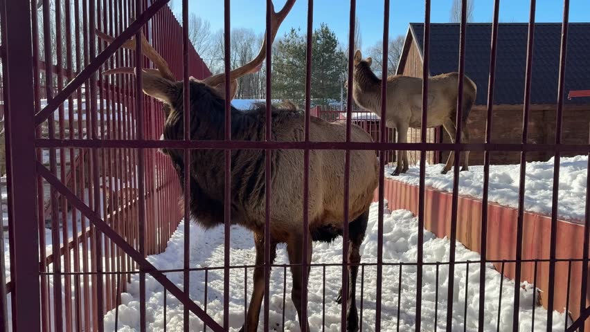 Deer in the snow at the zoo.