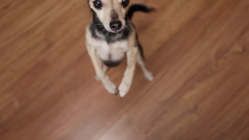 Dog asks for a treat, attentive canine, waiting for a snack, pet behavior.