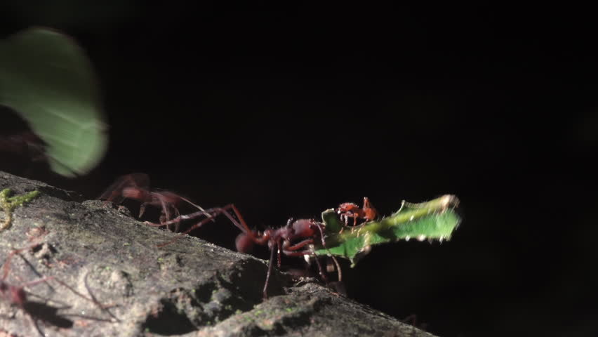 Close-up of leaf cutter ants In Yasuni National Park.Close-up of leaf cutter ants carrying leaf along a branch in front of a black background. In the rainforest of Ecuador, South America. 