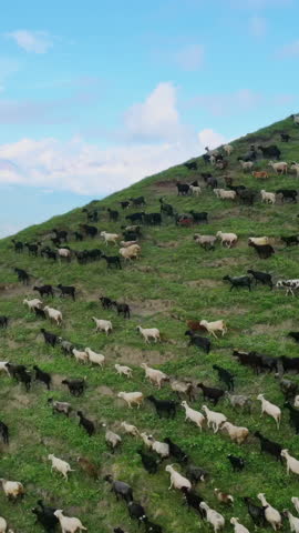 Flock of sheep runs through green Actoprak pass aerial view natural beauty tranquility Sheep flock in majestic mountains beauty serene. Flock of sheep symbol of unspoiled wilderness serenity calm Royalty-Free Stock Footage #3445924865