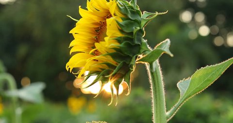 beautiful sunflower in springtime flower garden with sunrise in the morning