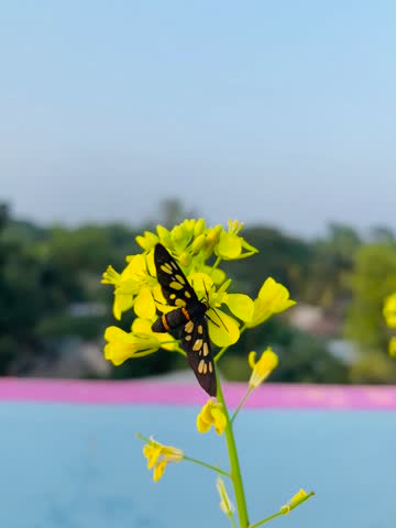 Beautiful butterfly on yellow flower 