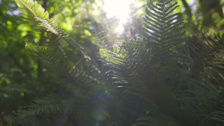 A cinematic 4k slow-motion video of a fern leaves in a lush green forest with golden sunlight in the background. Royalty-Free Stock Footage #3445997813