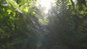 A cinematic 4k slow-motion video of a fern leaves in a lush green forest with golden sunlight in the background.