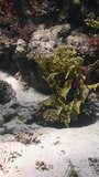 Marine underwater life of fish and corals on coral reef in vertical video. Immerse yourself in breathtaking beauty of coral reef with vertical video capturing fish and coral in wild. Red Sea.