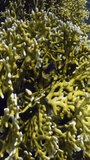 Fascinating world of fish near corals Millepora, vertical video. Magnificence of underwater world through vertical videography of fish and corals on coral reef is mesmerizing. Red Sea.