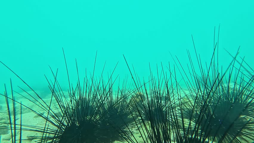Low-altitude flight over a colony of Diadema sea urchins, equipped with photosensory detectors allowing them to orient their spines for optimal insertion into predators’ bodies. Royalty-Free Stock Footage #3446011709