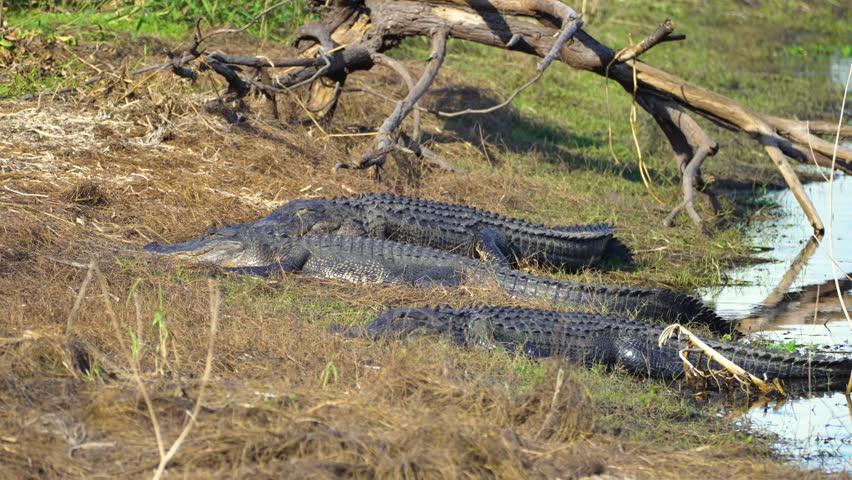 Close-up of American alligator resting on fresh water lake bank in Florida, USA.